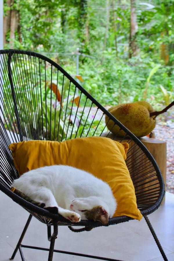 Casa Eden - Modern Peaceful Jungle * Cocles